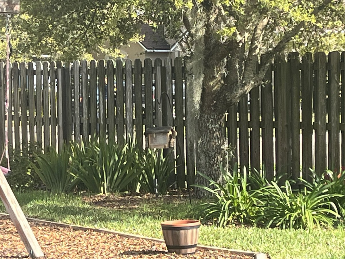 A pair of brown thrashers are enjoying the suet cakes on the house feeder 
Really rough since I took it on my phone #birding  #northeastflorida