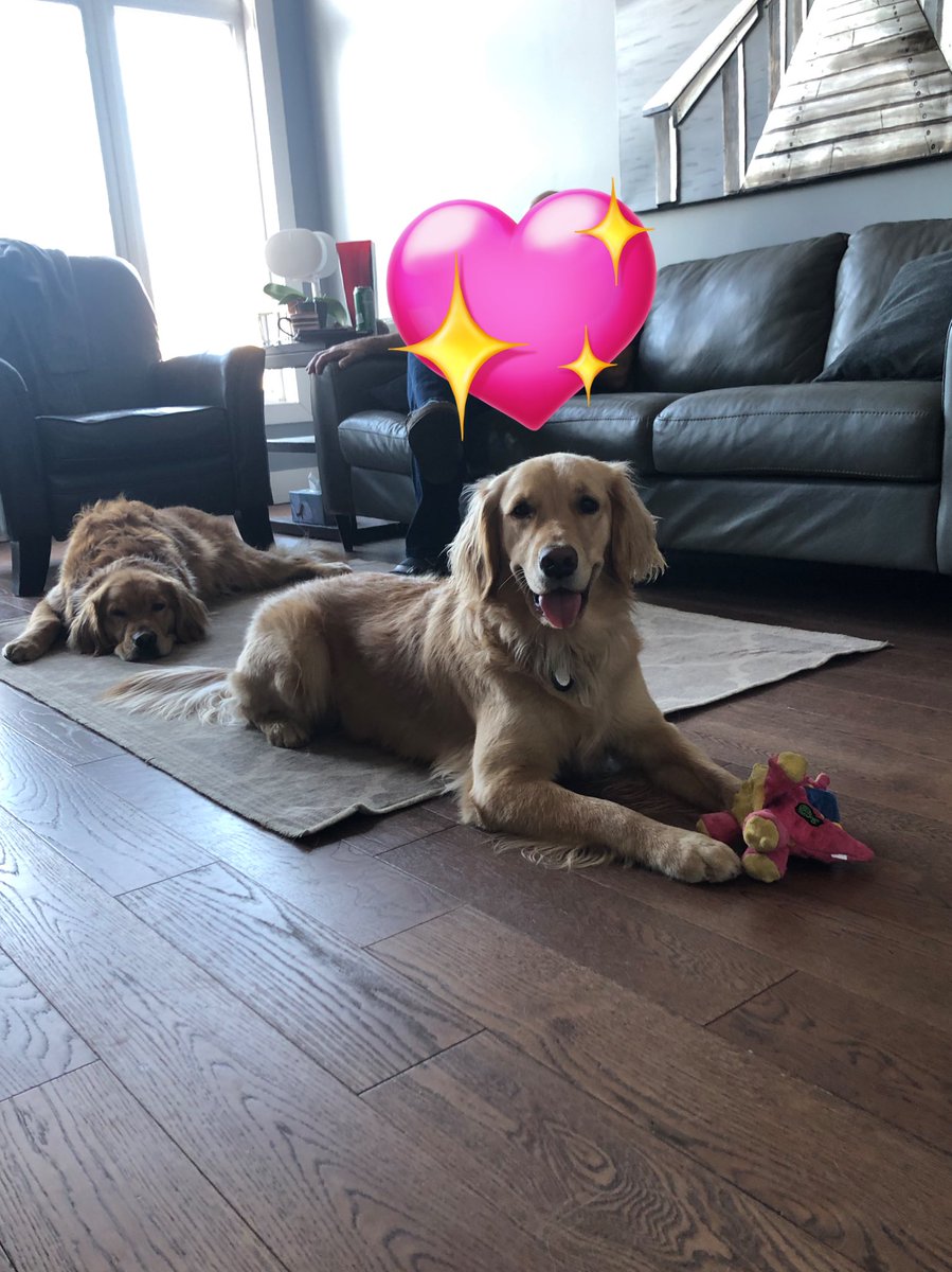 HAPPY TUESDAY! CHILLING WITH MY NEW DRAGON! I’M FEELING VERY SPECIAL! THANK YOU MY HANDSOME T’CHALLA. ❤️❤️❤️ @LadySpartan14 #dogsoftwitter #tongueouttuesday