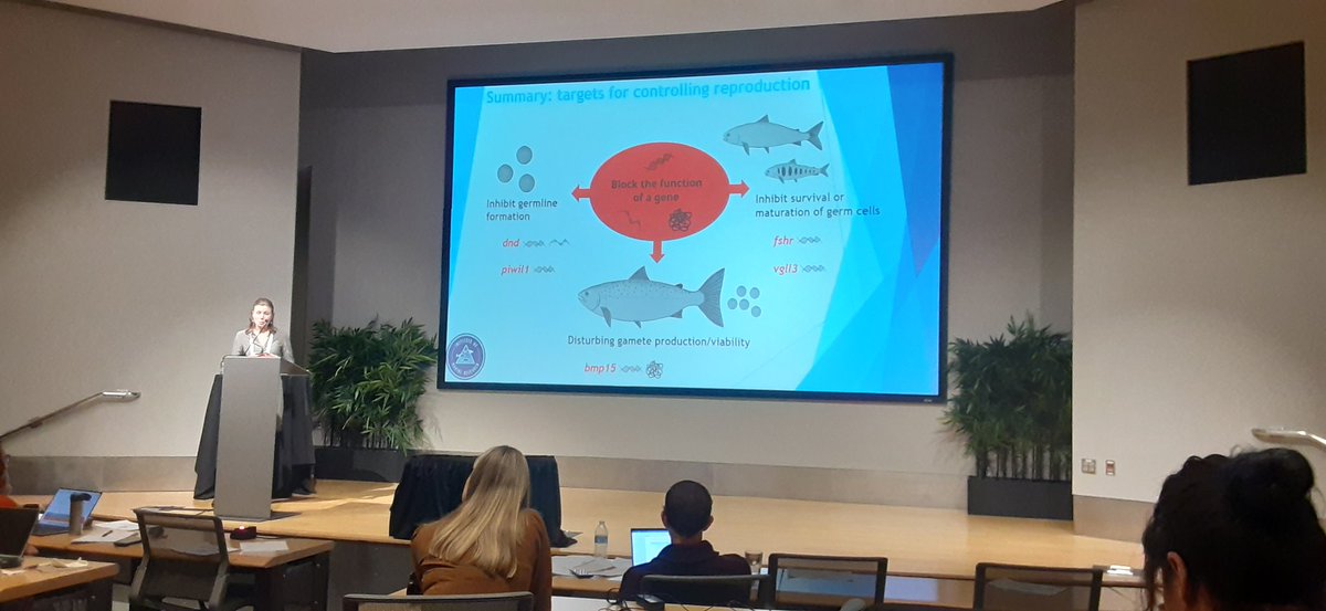 Sterility in aquaculture salmon can be achieved through triploidy, albeit with some fitness costs. @KleppeLene reveals a more elegant way to sterility: targeting specific genes using a variety of techniques from gene editing to RNA vaccines. @ICISBConference #icisb2024 🐟🧬