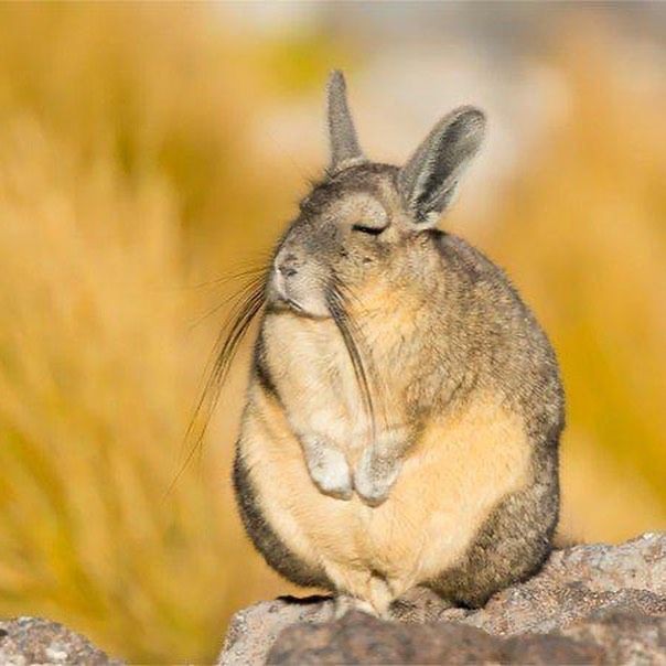 jellypastaa's tweet photo. 🐰Daily Quick Fact;

adek satu ini namanya Viscacha.
yep, wajahnya memang begitu, mengantuk dan tidak bersemangat.

mirip kaya kita yang baru bangun sahur 🥱

dia ini berasal dari Amerika Selatan. walau mirip kelinci, tapi dia gada hubungan kekerabatan sama kelinci, yhaa~ https://t.co/BIgS5uE011