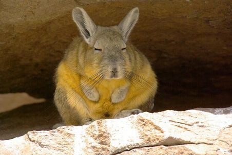 jellypastaa's tweet photo. 🐰Daily Quick Fact;

adek satu ini namanya Viscacha.
yep, wajahnya memang begitu, mengantuk dan tidak bersemangat.

mirip kaya kita yang baru bangun sahur 🥱

dia ini berasal dari Amerika Selatan. walau mirip kelinci, tapi dia gada hubungan kekerabatan sama kelinci, yhaa~ https://t.co/BIgS5uE011