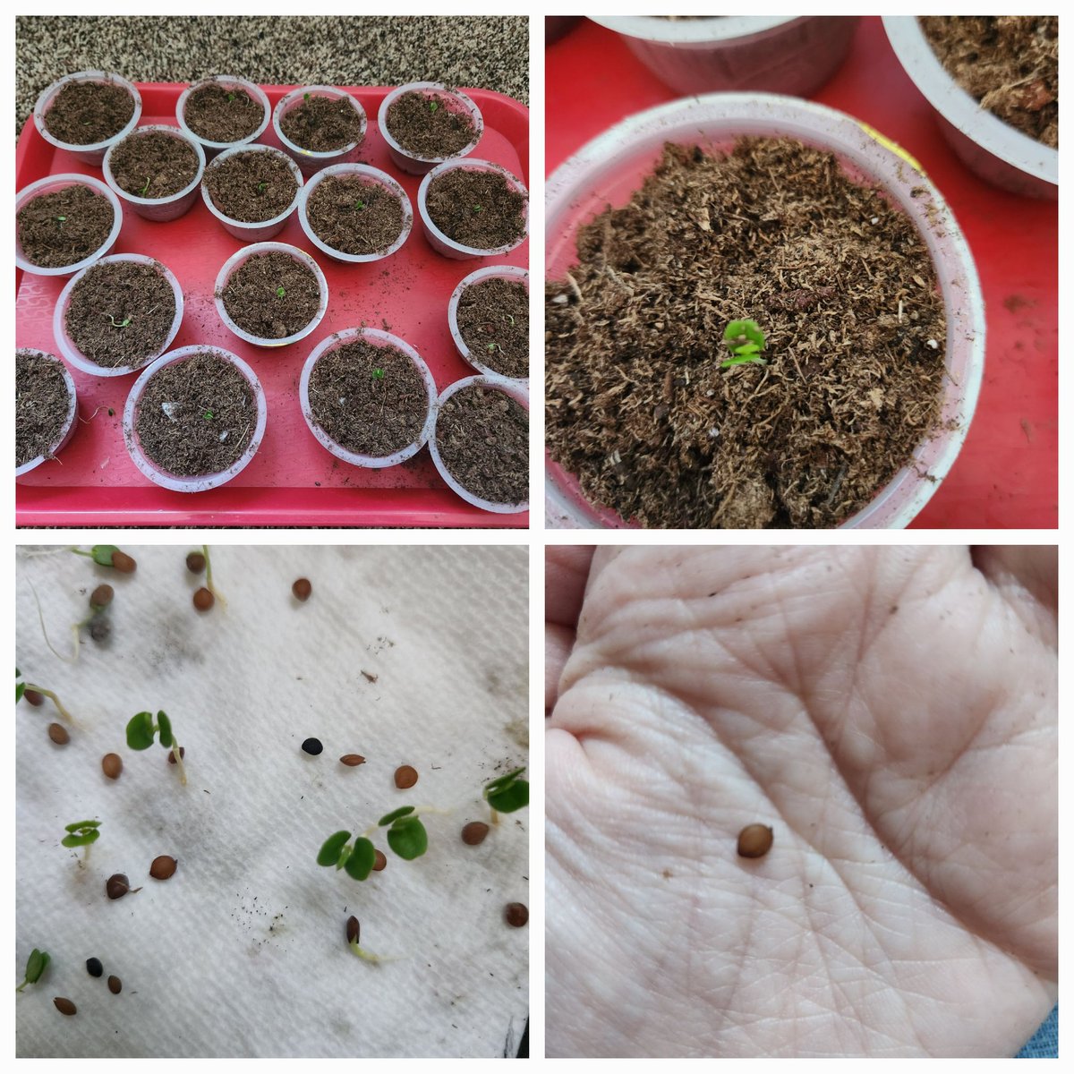 Seedlings for my middle school students! <a href="/EIChargers/">EducationImagine</a> #science