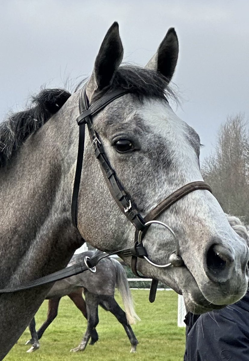 It's been lovely watching gorgeous Lossiemouth on the gallops whilst Freddie has been riding out at Cheltenham for Gordon Elliott. Amazing performance today. 🍾🥂