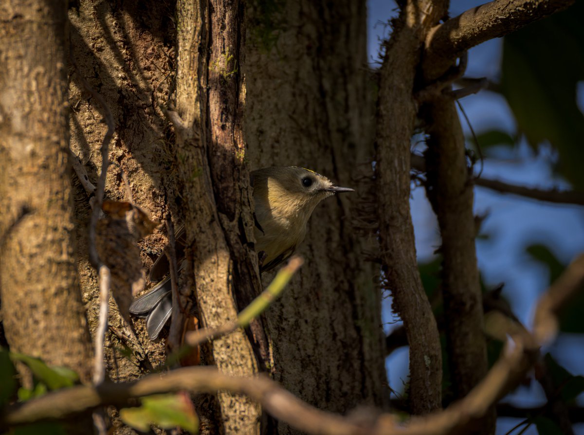 Another from my wander at Forest Farm for #WildCardiffHour was this Goldcrest @forestfarmuk @RSPBCymru @Natures_Voice @glamorganbirds #TwitterNatureCommunity #TwitterNaturePhotography #BirdsSeenIn2024 #BirdsOfTwitter