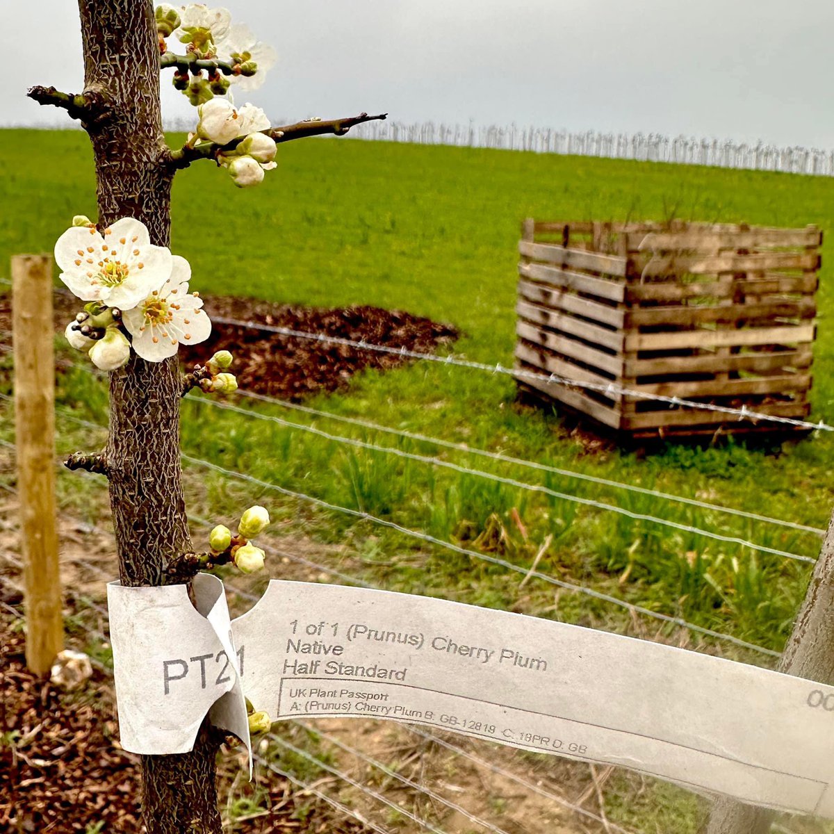 Pure pleasure…the sight of 1st blossom on Cherry Plum - our final tree in the new hedgerows planted in 70 acre field as part of the  #agroforestry project. 

Hung sunflower heads pepper the horizon providing seed forage for countless farmland birds. 

Oh how quietly nature turns