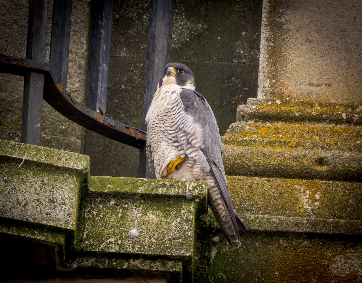Also managed to catch up with the local Peregrine in the city centre #WildCardiffHour @glamorganbirds @RSPBCymru @Natures_Voice #TwitterNatureCommunity #TwitterNaturePhotography #birdphotography #BirdsSeenIn2024 #BirdsOfTwitter