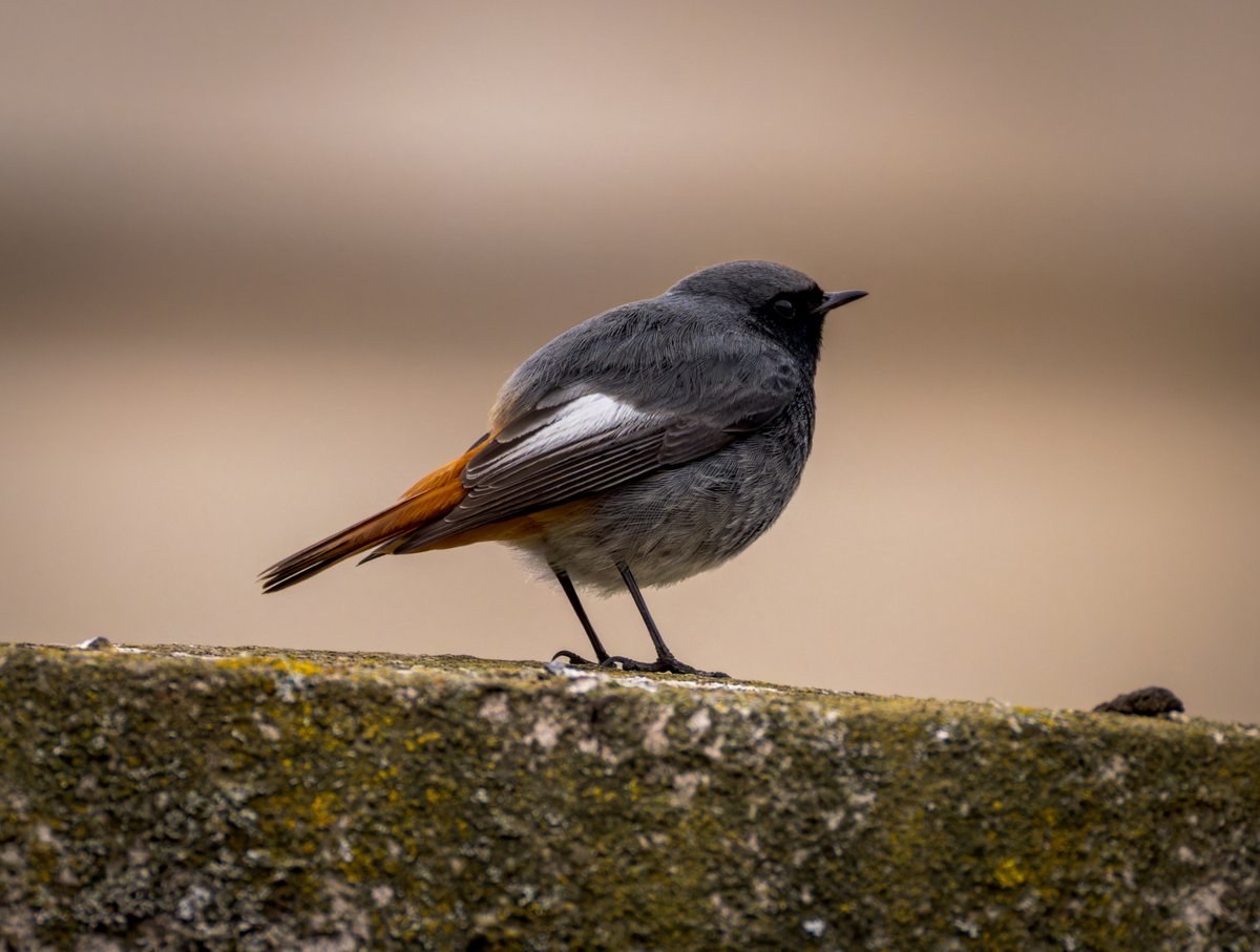 Just about got time to throw in the wonderful Black Redstart that has also taken up residence in the city centre #WildCardiffHour