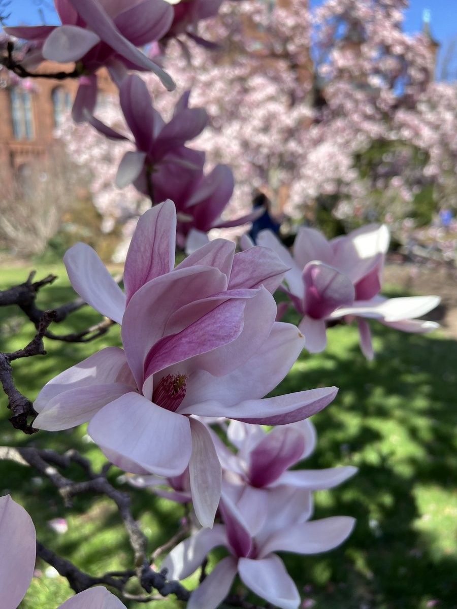 🌸Magnolia Update!🌸 The saucer magnolias have reached peak bloom! Due to the predicted warm weather for the remainder of the week, we do not anticipate the blooms will last long. #MagnoliaMadness #SmithsonianGardens #BotanicalGardens #PublicGarden