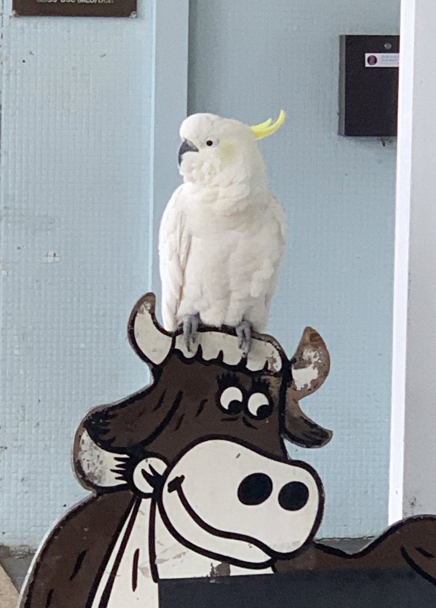 Urban adaptation 😉 Please report Cockatoo bin-opening, including if you haven’t seen this behaviour. The survey takes 1-3 minutes. Your reports help us map this behaviour - thanks! clevercockies.com/annual-bin-ope… @LucyMAplin @DrBarbaraKlump @abcsydney