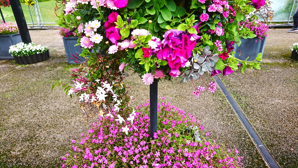 皆さまおはようございます。 鳥取県南部町のとっとり花回廊にて。 これだけたくさんの花を手入れするのは大変だろうな、と思います。 （撮影：４月）