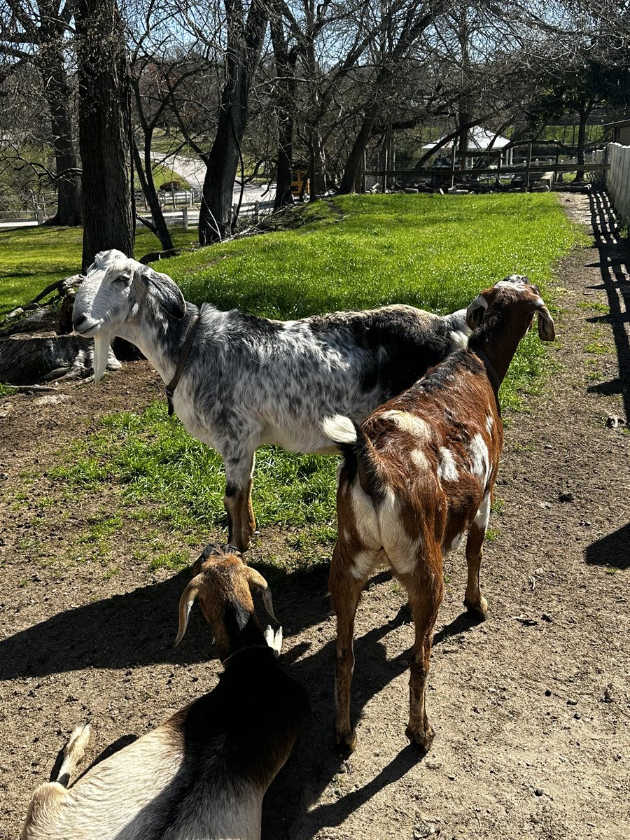 Ms Wrigley's 4th Graders! tweet media