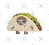Taco Cat Solana tweet media