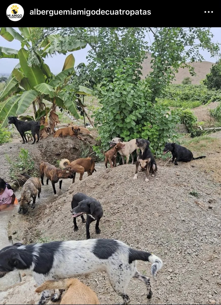 ticnt_'s tweet image. Perritos con hambre y sufriendo por el sol. La dueña del albergue acaba de tener una cesárea y solo tiene a alguien extra para apoyo.

Se necesita juntar para más de 20 sacos (S/. +500) y si tienen donaciones físicas hay puntos de acopio

Por favor es urgente 941399212 Yape/Plin