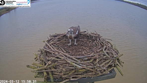 Maya has just touched down on the Manton Bay nest! Welcome back! This is the second time she's returned on the 12th which makes this her joint earliest date back.