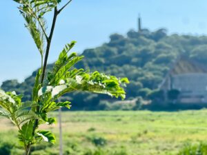 🌳Con miras al plan de arborización en la avenida Costanera Sur, esta semana se dio inicio a las labores de identificación de los sitios para la instalación de plantines que, en el futuro, darán sombra y frescor a la zona.

🔗lc.cx/tqshOn

#Obras #CostaneraSUR