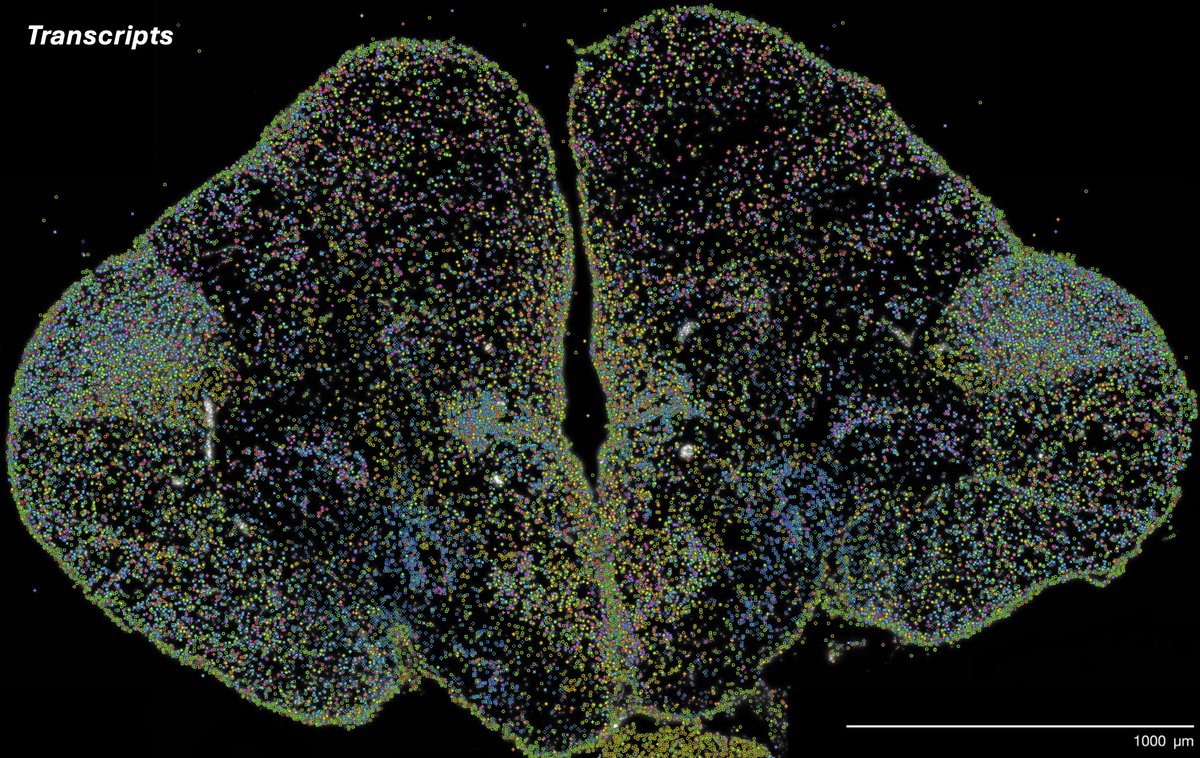 Mélanie Dussenne tweet media