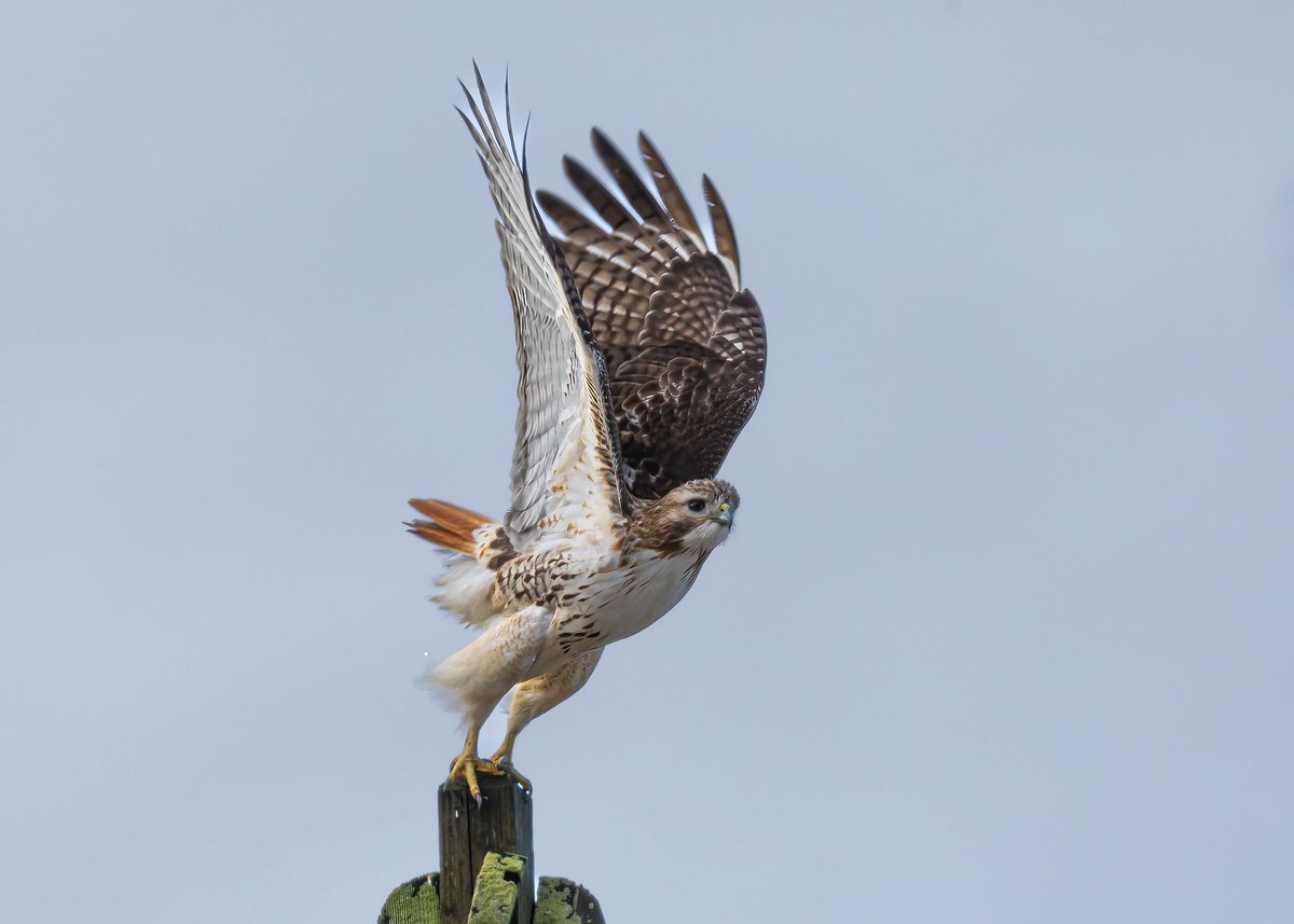 Immediately grabbed my camera upon seeing this Red-tailed Hawk perched atop the water holder tank outside my window. Prior to this shot, a male showed up and witnessed them mating, sorry no images. New York City. #birdcpp #naturephotography #nature #wildlife