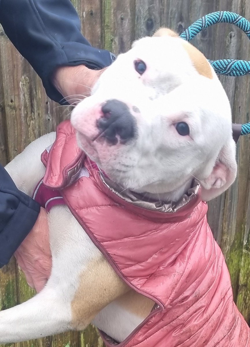 Emz1982's tweet photo. Dog found caerphilly please message for info https://t.co/AQWhURGT2g
