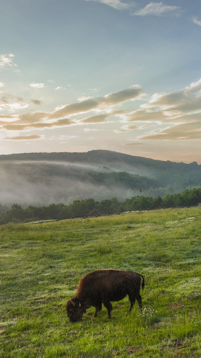 At Big Cedar Golf, wildlife is our gallery. Be prepared to spot deer, turkey, bison and other critters while you play. It's not just a golf game, it's a nature adventure.