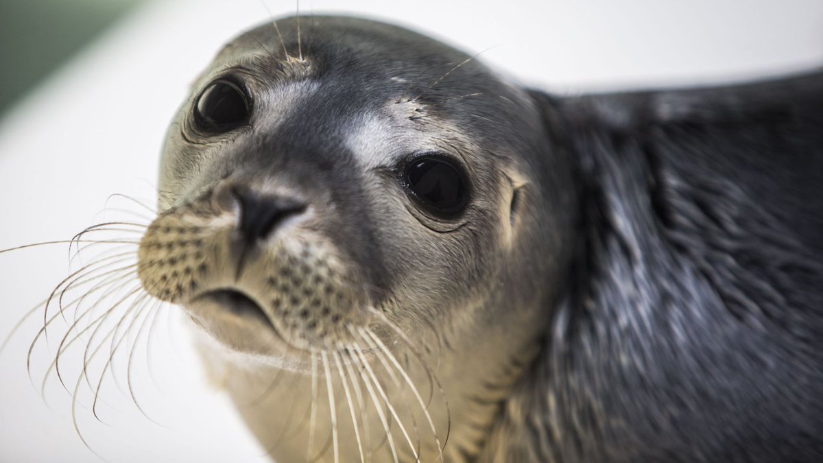 Eindelijk gaan we stoppen met de winning van zout en gas onder de Waddenzee. We leggen dit vast in de wet! De Waddenatuur is uniek in de wereld. Ook voor het toerisme is het belangrijk dat we dit stuk UNESCO Werelderfgoed beter gaan beschermen.