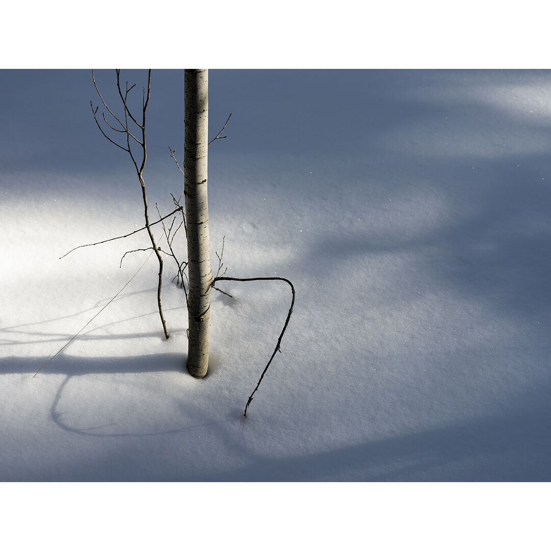 This photograph, Alpine Solstice I, was taken in the mountains outside of Ashcroft, Colorado. Soft winter light creates shadows in the snow while simultaneously illuminating the bark on a young Aspen tree.