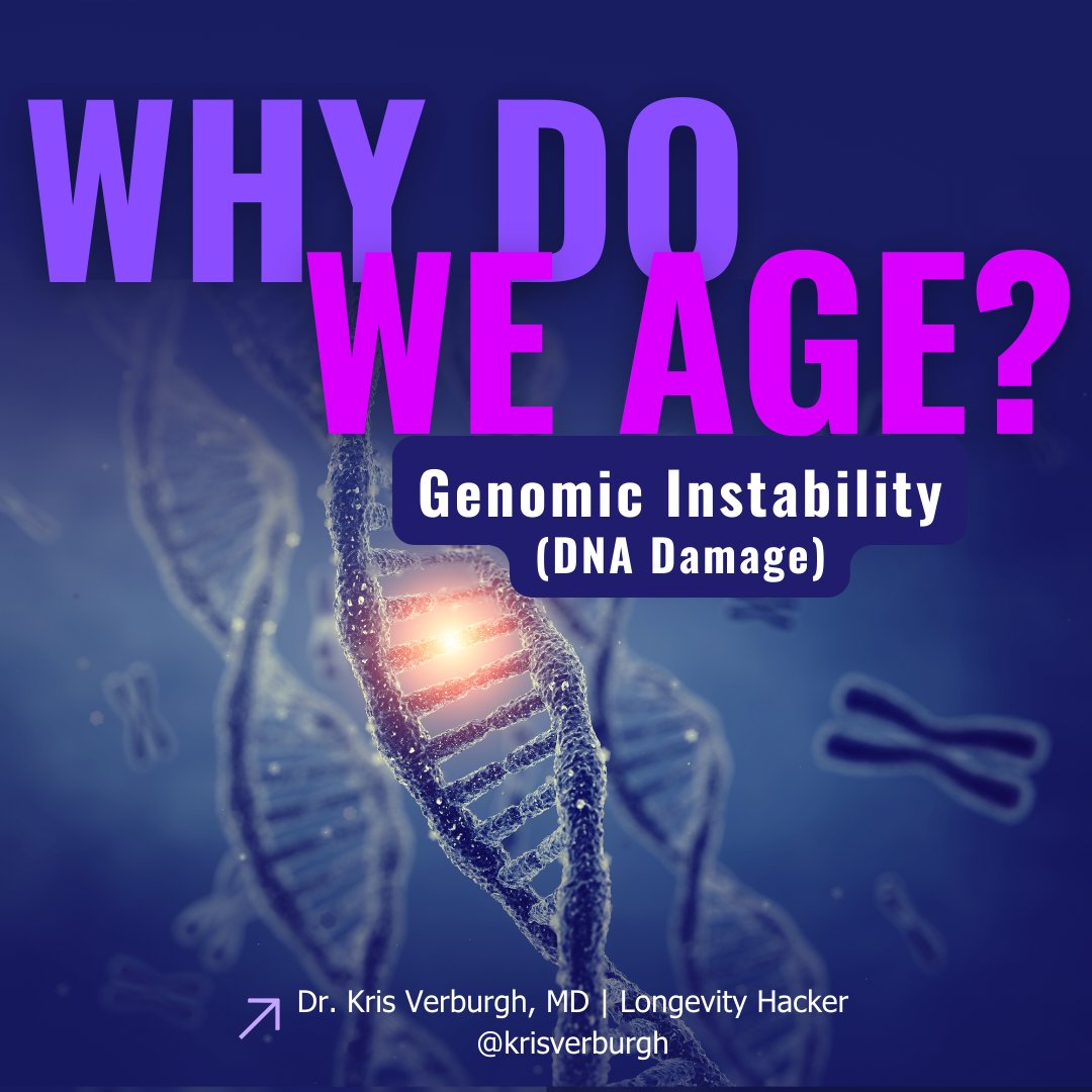 Krisverburgh's tweet photo. Did you know aging is linked to DNA damage from chemicals, UV rays, 🧬 and even cell division? Accumulated damage impacts cell function, with transposons also playing a role. Discover the link between DNA damage and aging 🔍 https://t.co/mxpqBmKeKO https://t.co/oDoT5T4yPu