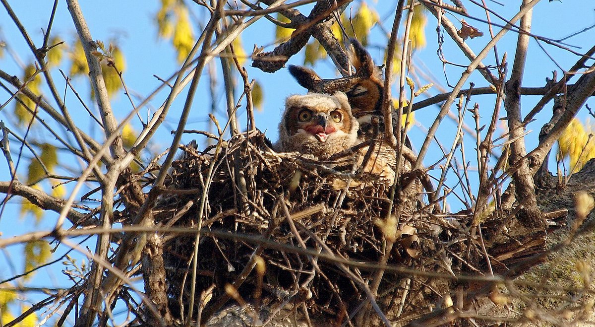 kala61857's tweet image. Baby Owl Yawn
Apparently was nap time. Older baby is out of sight in the nest. Mom is asleep &amp;amp; smaller baby is in the middle of a yawn
Great Horned owls (Bubo virginianus)
kapturedbykala.com/Birds/i-L7Mchqf
#owls #babyowl #yawn #cutebabies #birding #owlnest