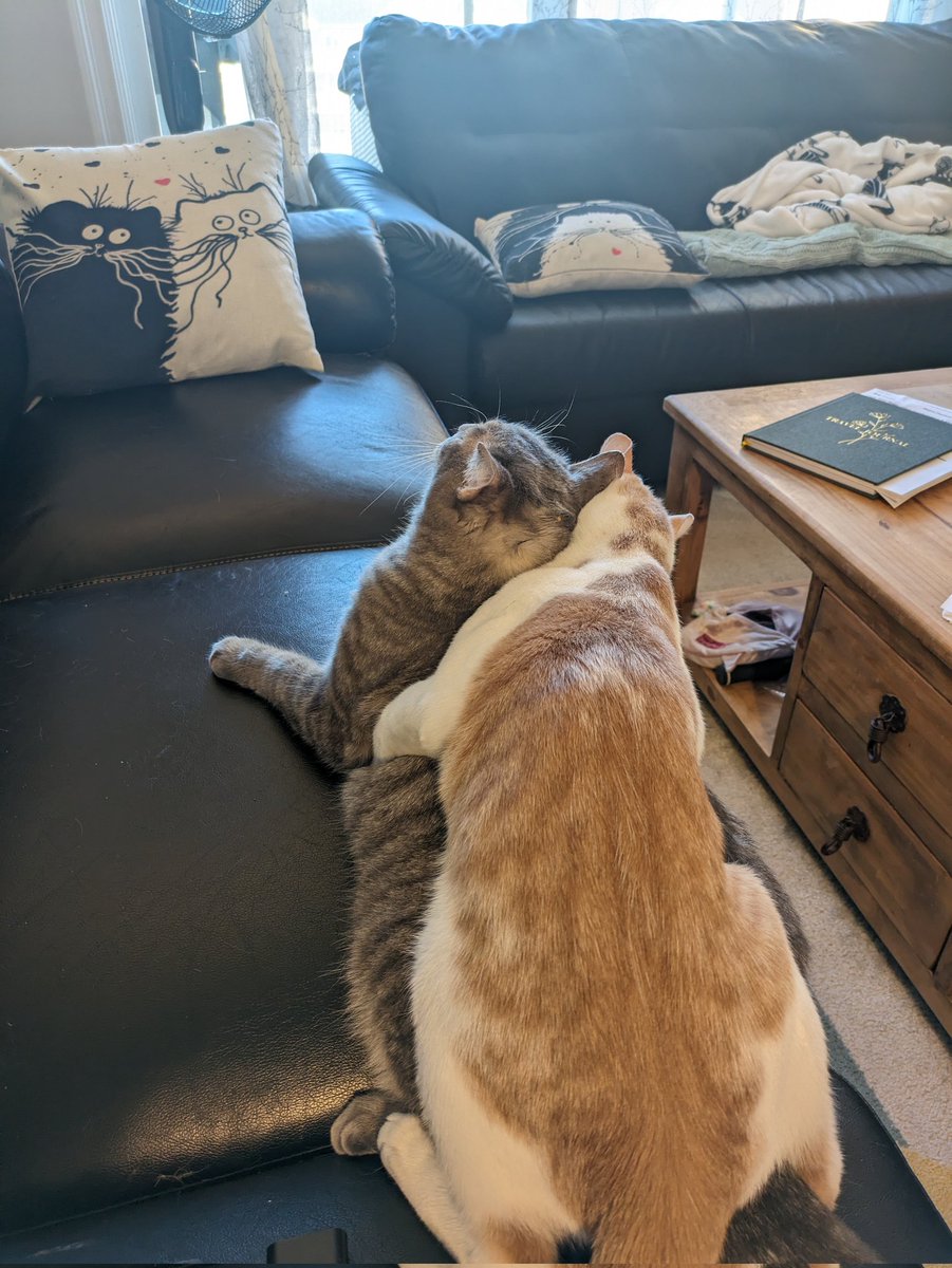 Greyson0718's tweet photo. I am a good brother that will not kill the kitten https://t.co/cMjs0THYAL