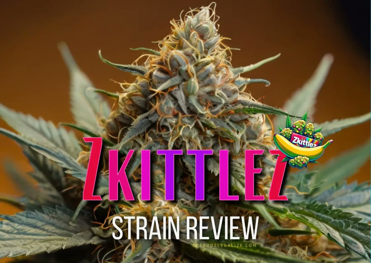 getbudslegaliz's tweet image. Zkittlez Strain Review &amp;amp; Growing Guide: Unlocking The Sweetness getbudslegalize.com/zkittlez-strai… 
#Zkittlez #StrainReview #GrowingGuide #CannabisCommunity #GrowYourOwn   #CannabisCulture #WeedLovers #MarijuanaGrowers #THC #CBD #CannabisEducation #GrowersGuide   #WeedLife #GrowTips