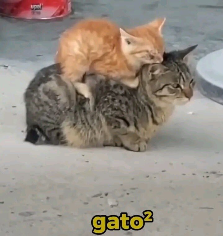 shitpostverdade's tweet photo. https://t.co/M4MqEa83Ro