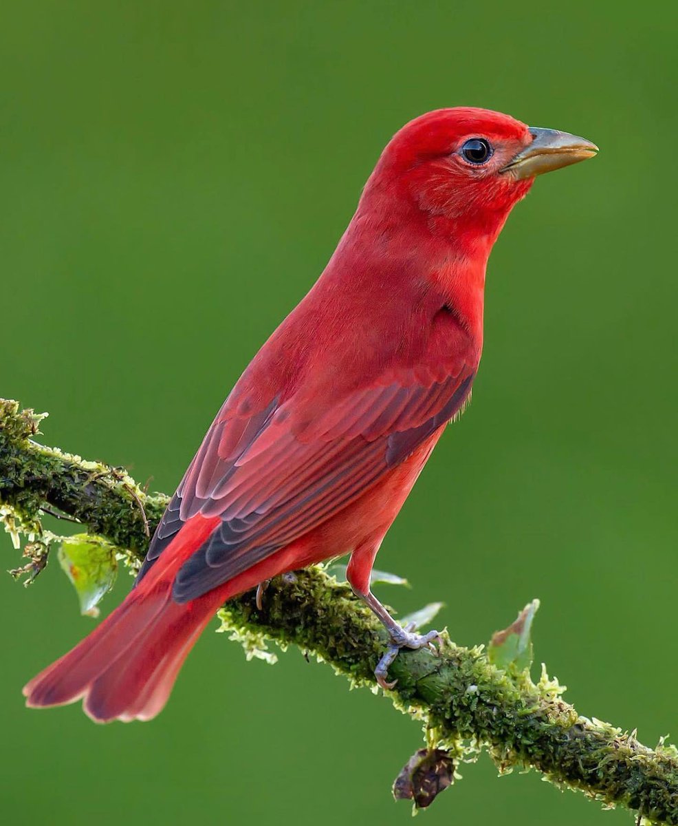 Summer Tanager ❤️