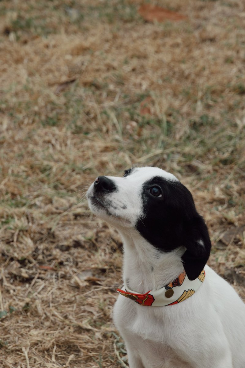 Urgente! Necesitamos hogar para SVEN… 😭 Contacto: +507 6730-9516