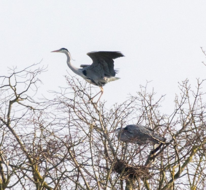 The local heronry is always good value at this time of year. Nesting and mating going on at the weekend.