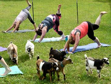 IJA #WellnessWednesday - Let’s make Wellness a daily priority!  It’s not too late to join IJA’s Spring Wellness challenge if you’re looking for a way to get started.  As always, goats are optional.