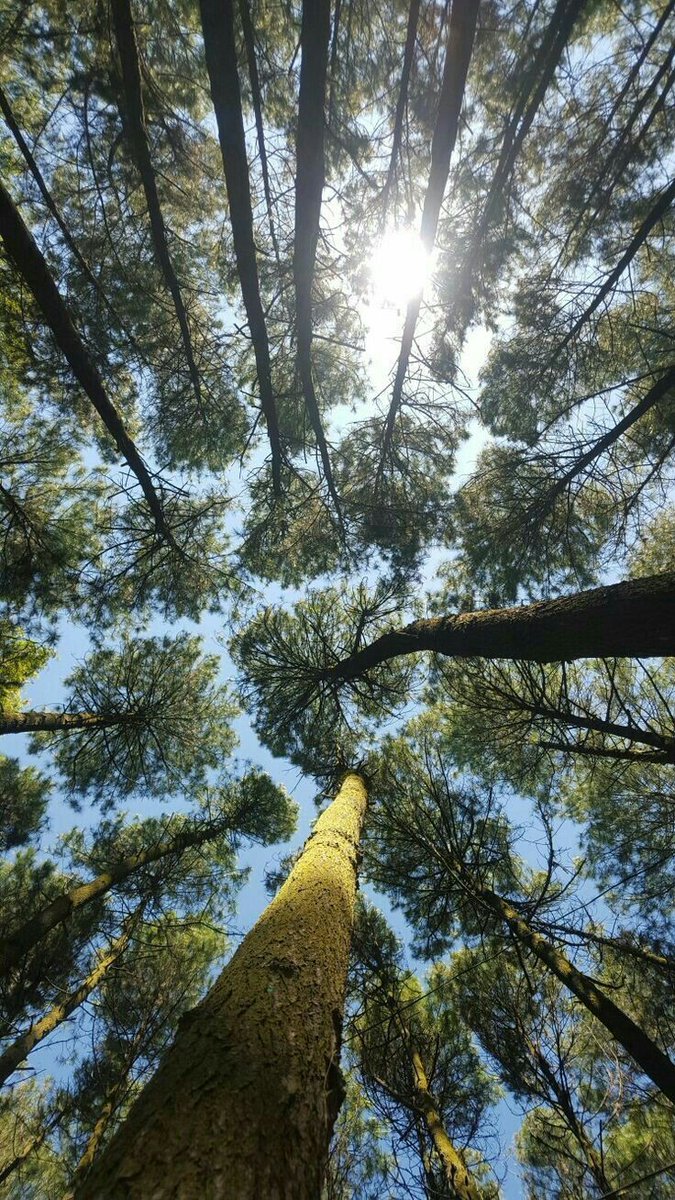 Trees are poems the earth writes upon the sky, We fell them down and turn them into paper, That we may record our emptiness.
~ Khalil jibran.