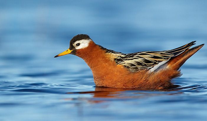 NEW PAPER in #ornithology shows the facultative #migration of phalaropes from the western #Arctic - although technically #shorebirds they behave like #seabirds: buff.ly/3Iuvp9D