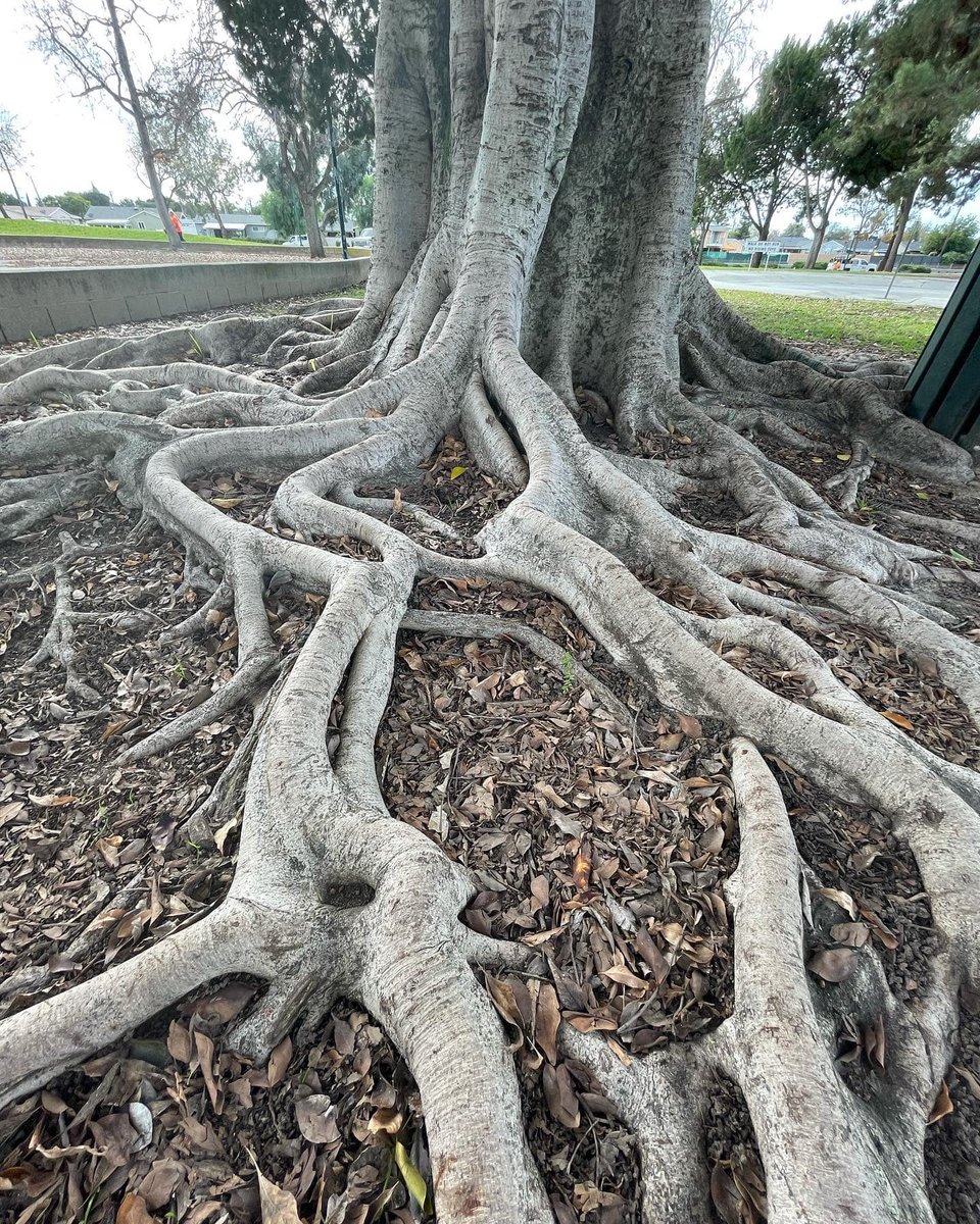 PJINTHEGARDEN's tweet photo. Reaching out for you... #thicktrunktuesday My favorite tree in Whittier, California. #Treehugger #Treeenergy https://t.co/OmM8Iiq5g2