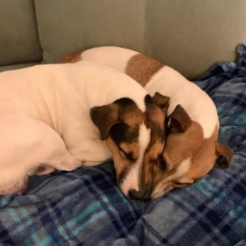 #LOST #DOG  ALFIE & BISCUIT 
Adult #Male #JackRussellTerrier Tricolour
#Missing from land north of Brocksbushes Farm #Stocksfield #NE43  
Chased rabbit & have been gone 2 days  
Sunday 10th March 2024 
#DogLostUK #Lostdog #ScanMe 

doglost.co.uk/dog/190959