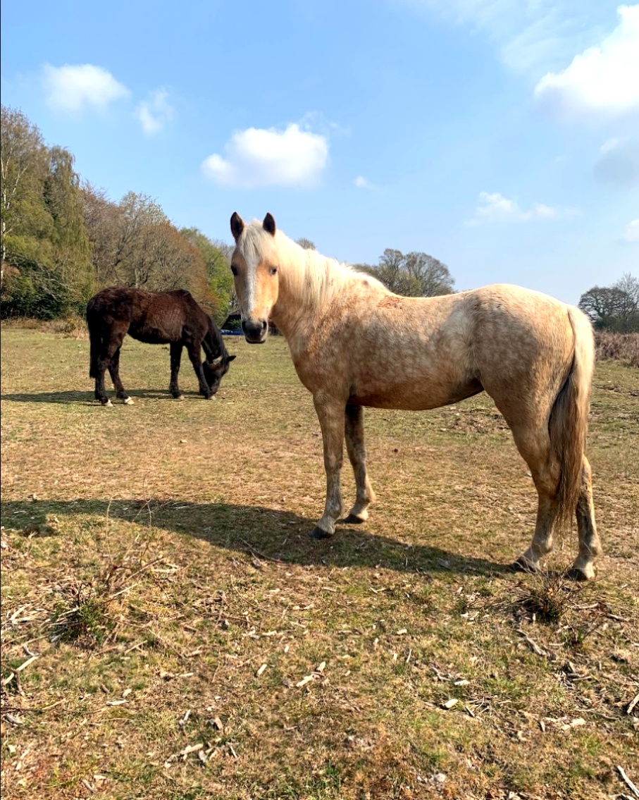CycleX's tweet image. Snapshots of a sunny New Forest 🌞

Not a lot beats a summer cycle along the forest trails! 

#sunny #cycling #newforest