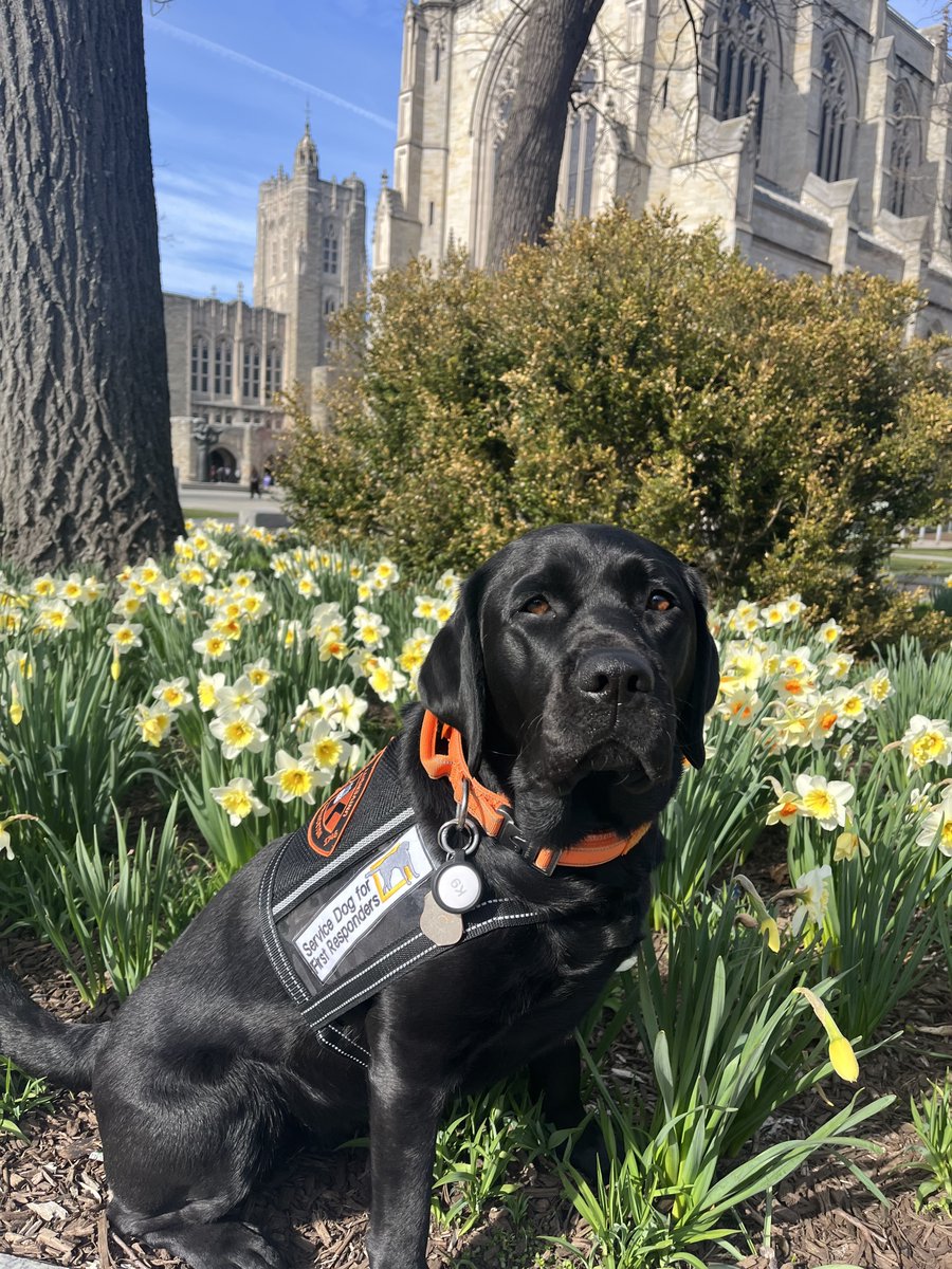 Let's give a Tiger roar to Coach as she turns four! Sending birthday wishes to #PrincetonU's full-time therapy dog and member of the Department of Public Safety. 🥳 bit.ly/3wOX8zh
