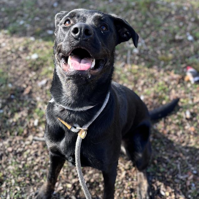 Adventuresome Belinda likes to go-go! Wondering if this 11 mo. old Lab has ever swam before? She's the Star of #ThePawsReport today on 91.9 WFPK at 3:30 p.m. @kyhumane. Tune in or ask your smart speaker to play 91.9 WFPK. #adoptdontshop #khs #kyhumane #WFPK #wfpkradio #LPMMusic