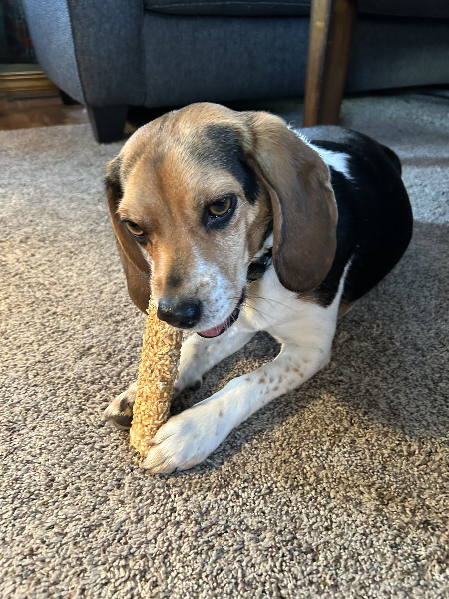 I’m so excited I got special treats sent to me!🥰🐶 #beagles #dogcommunity #doglover #HappyDay #happydog #Thankful