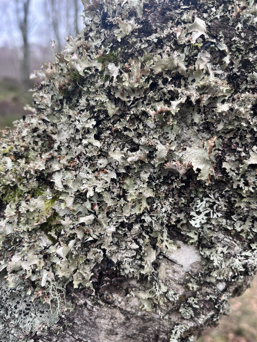 JHowieson_'s tweet photo. Found so many toads, so I’m sorry if you follow me on inaturalist, I also found some stunning lichens while on my walk! https://t.co/3tsxs2As8F
