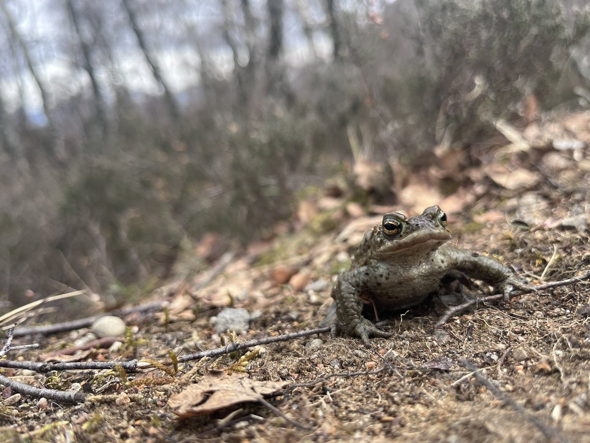 JHowieson_'s tweet photo. Found so many toads, so I’m sorry if you follow me on inaturalist, I also found some stunning lichens while on my walk! https://t.co/3tsxs2As8F