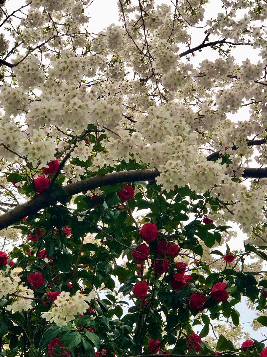 Just need the blue sky and we’re there 🌸🌺🌿

#Spring
#Nottinghill