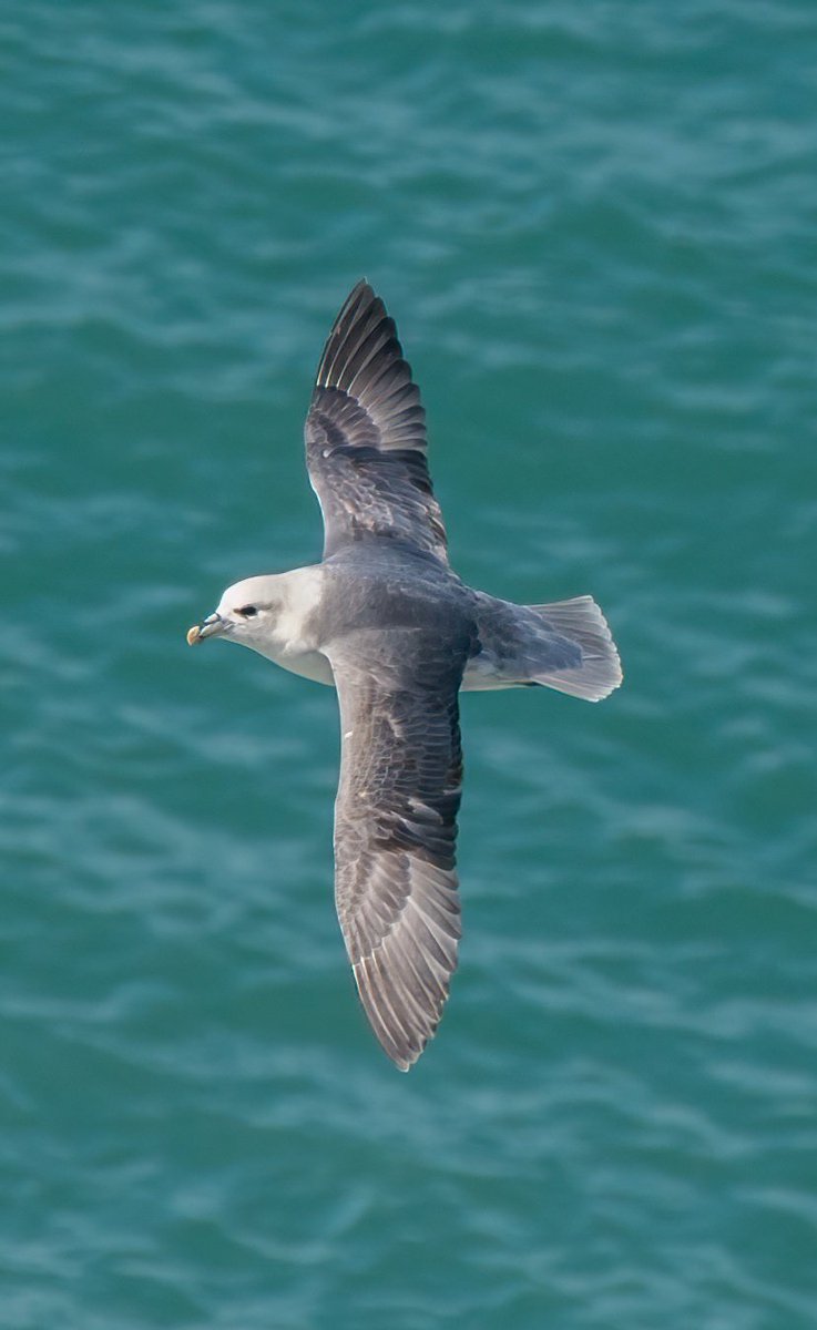 #Fulmar at #Portlandbill last week when it was freezing cold and blowing a gale !