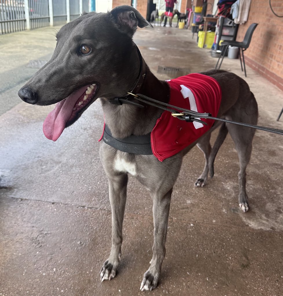 Bella (Icemans Girl) looking very pleased with herself after posting a 28.42 trial today at Monmore ahead of the puppy derby on Saturday. @Monmoredogs @Gezzyprice @johnkennedy1141 @Kennedygreys