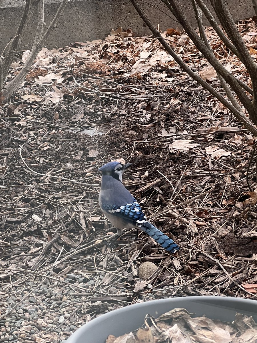 The birds are back this week. Bluejay outside my lab window, gathering the peanuts we put out for squirrels LOL. @AlgomaU