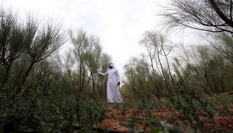 -الفريكة (شوربة القمح الأخضر-شوربة الشوا إذا تم شوي القمح)
-المورينجا (اليسر أو البان)
-الحمضيات
-البرني
 من #العلا