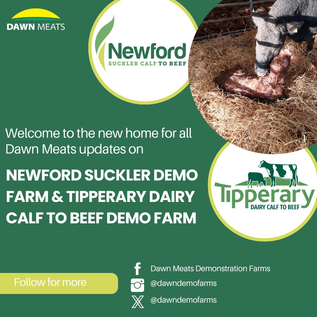 Welcome to the new home for all @dawnmeatsgroup updates from both Newford Suckler Demonstration Farm and Tipperary Dairy Calf to Beef Demonstration Farm. Follow us on Facebook, Twitter/X and Instagram to not miss out! 🐄🌱 #NewfordDemo #TipperaryDemo